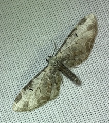 Eupithecia ravocostaliata