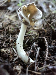 Helvella levis