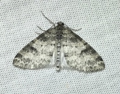 Lobophora nivigerata