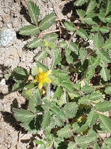 iNaturalist observation photo of sticky cinquefoil