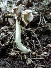Helvella levis