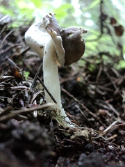 Helvella levis