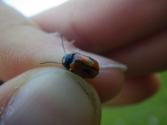 Cryptocephalus bipunctatus