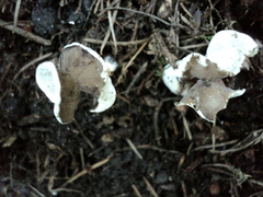 Helvella levis