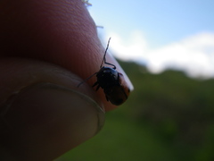 Cryptocephalus bipunctatus