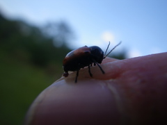 Cryptocephalus bipunctatus