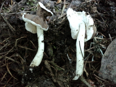 Helvella levis