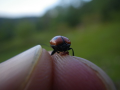 Cryptocephalus bipunctatus