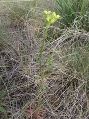 Erysimum flavum