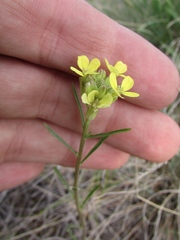Erysimum flavum