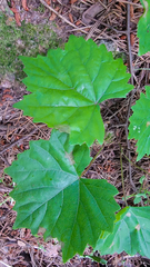 Vitis rotundifolia rotundifolia
