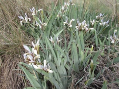 Iris glaucescens