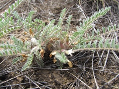 Astragalus testiculatus