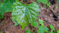 Vitis rotundifolia rotundifolia