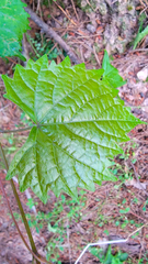 Vitis rotundifolia rotundifolia