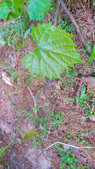 Vitis rotundifolia rotundifolia