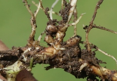 Rhizobium leguminosarum