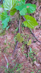 Vitis rotundifolia rotundifolia