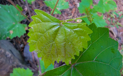 Vitis rotundifolia rotundifolia