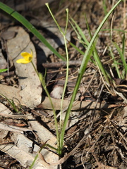 Hypoxis pratensis