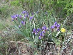 Iris glaucescens