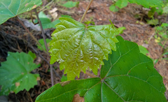Vitis rotundifolia rotundifolia