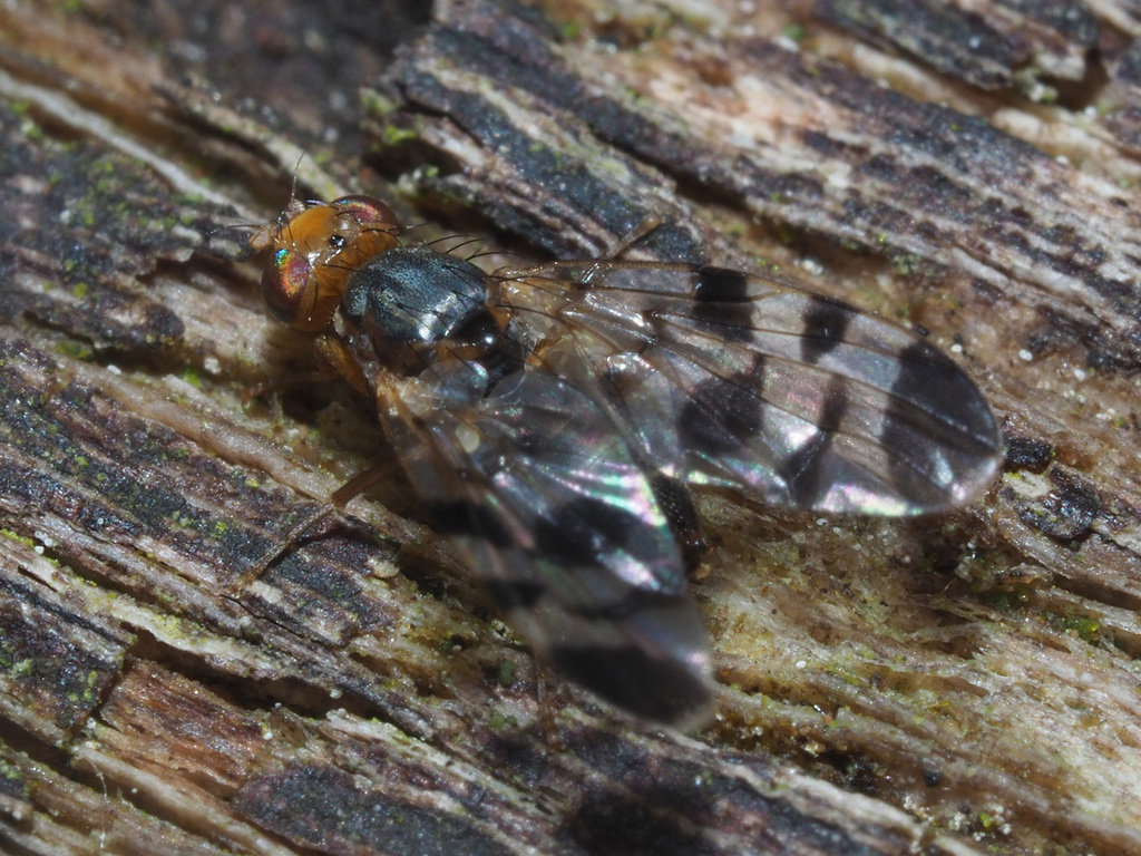 Euphranta toxoneura