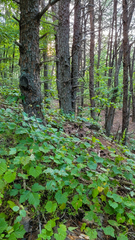 Vitis rotundifolia rotundifolia