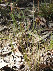 Fimbristylis cinnamometorum