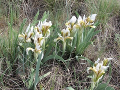 Iris glaucescens