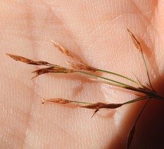 Fimbristylis cinnamometorum