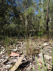 Fimbristylis cinnamometorum