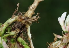 Rhizobium leguminosarum