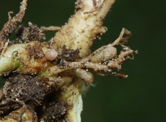 Rhizobium leguminosarum