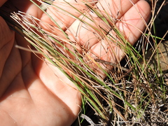 Fimbristylis cinnamometorum