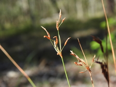 Fimbristylis cinnamometorum