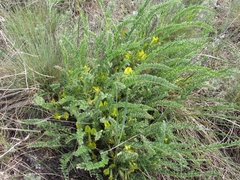 Astragalus buchtormensis