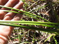 Fimbristylis cinnamometorum