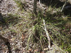 Fimbristylis cinnamometorum