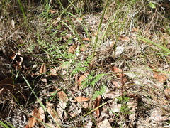 Cheilanthes nudiuscula