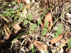 Cheilanthes nudiuscula