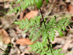 Cheilanthes nudiuscula