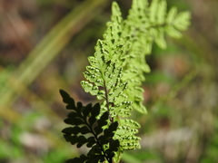 Cheilanthes nudiuscula