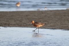 Limosa lapponica