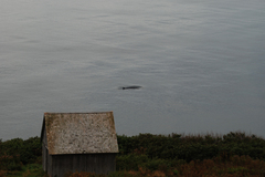 Balaenoptera physalus