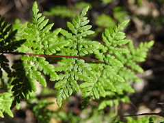 Cheilanthes nudiuscula