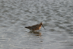 Limosa lapponica