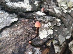 Mycena mariae