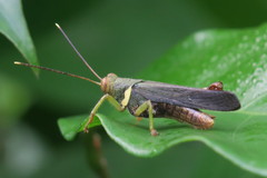 Apalacris varicornis