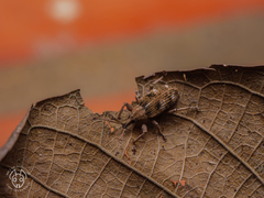 Phytoscaphus triangularis